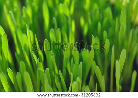 Close-up photography of green grass with shallow depth of field and focus in the front