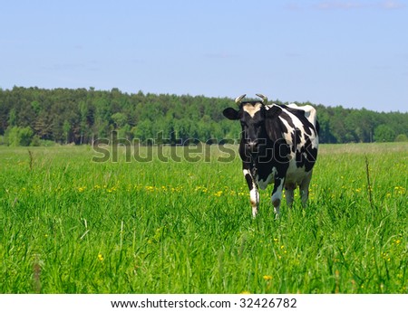 Photo of black and white cow standing in the field on a sunny summer day