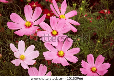 Pink Scattered Flowers