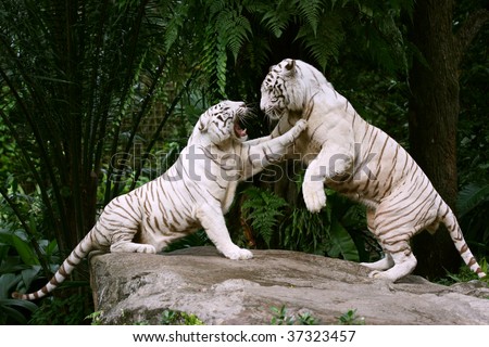 White Tiger Fight