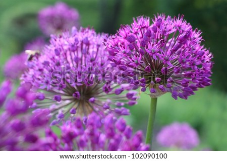 Many round shaped blooming purple onion flowers in spring time