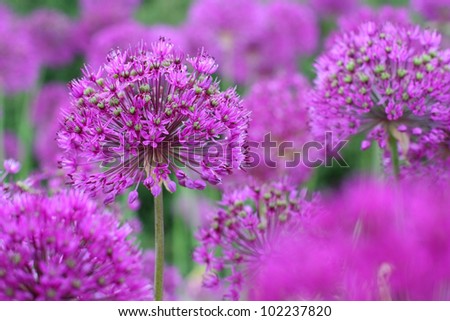 Many round shaped blooming purple onion flowers in spring time