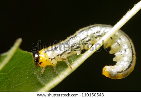 Caterpillars eating a leaf