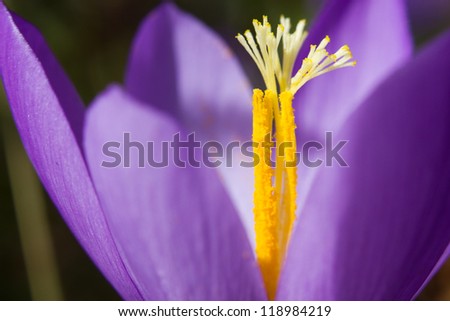 Close-up of a purple Crocus flower