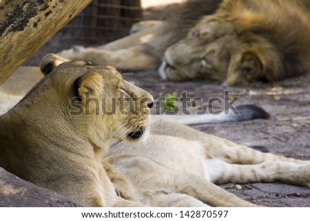 Close-up of a lion and lioness