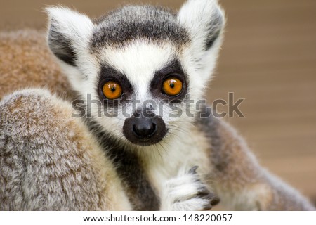 Close-up of a ring-tailed lemur