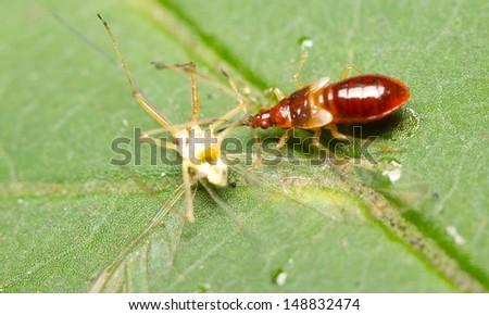 A young forest bug withdrawing liquids from a fly