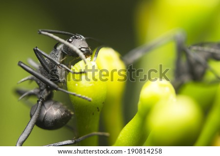 Macro image of a tropical ant (polyrhachis sp) extracting sweet liquids from  green plants, Borneo, Malaysia