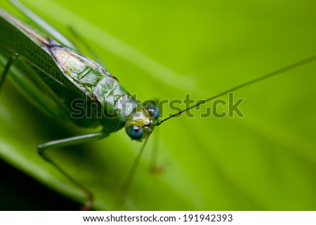 Close-up of a stick insect (Phasmatodea), Borneo, Malaysia