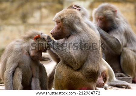 Baboons (Papio hamadryas) taking care of each other