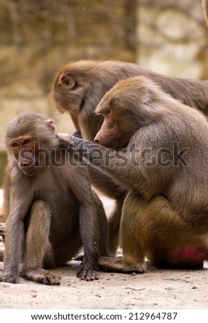 Baboons (Papio hamadryas) taking care of each other