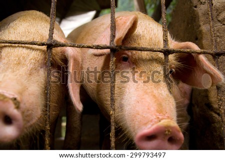 Two pigs behind a fence, China