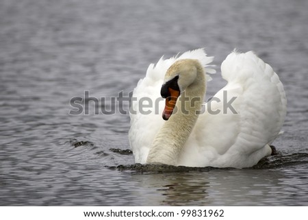 majestic swan