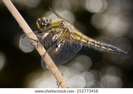 Close-up photography of dragonfly