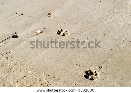 Background traces of a dog on wet sand