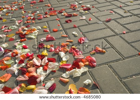 Petals of roses lay on a road bar