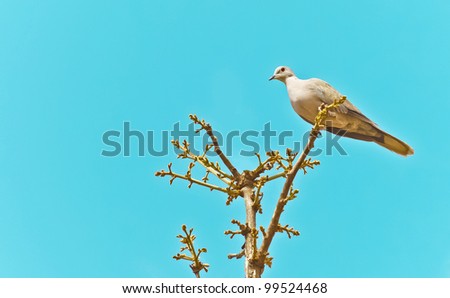 Eurasian collared dove / Streptopelia decaocto / Ring dove sitting on the top of the tree against beautiful blue sky