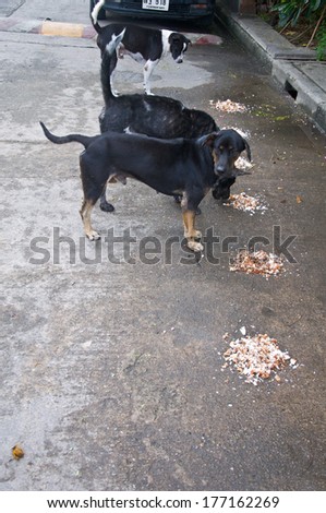 Dirty female Thai dog  eating dog food