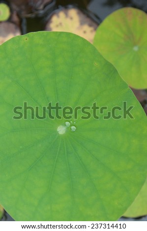 close up water drop on Lotus leaf