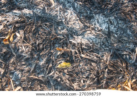 fire burning dry leaf and black ashes