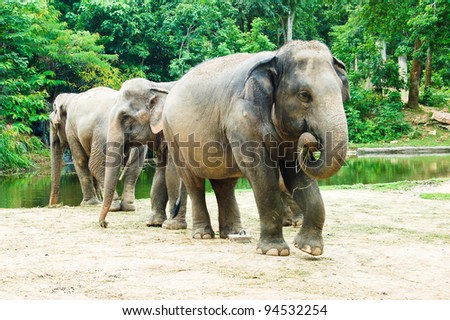 Three adult elephants in a zoo