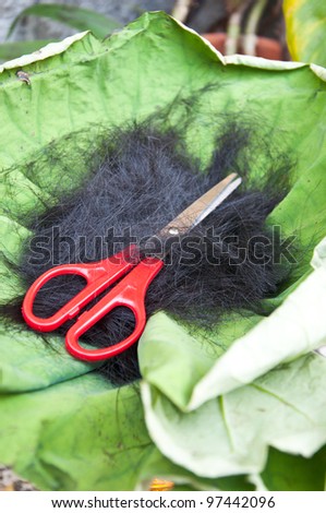 Cut hair on leaf lotus - thai tradition cut hair man go into the monkhood