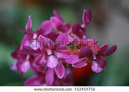 Wild Orchid in Hawaii