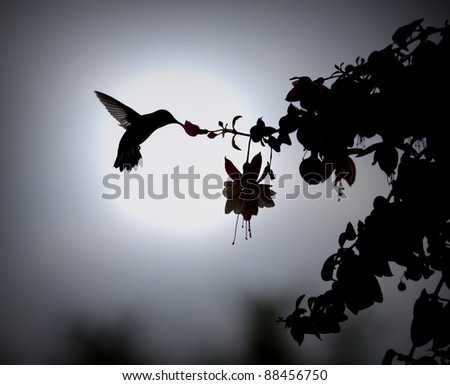 Humming bird in silhouette / Another Day of Sweet Life / Ruby throat-ed hummingbird takes her morning sip