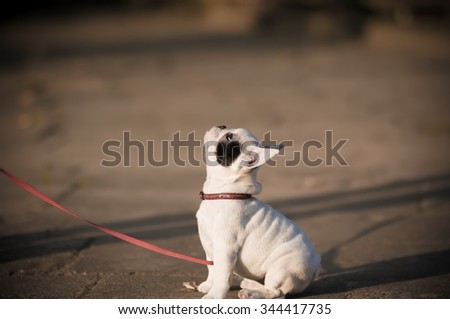 White french bulldog puppy.