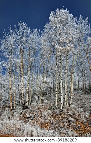 Early morning frost in an aspen grove