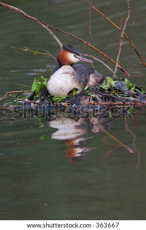 A great crested grebe nesting, taken with almost 1000mm focal length (35mm).
