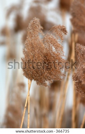 Reed at the river ruhr, germany.