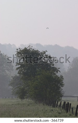 Trees And Fences