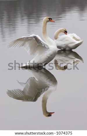 One swan presents his wings, the other one takes care of his feathers.