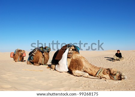 A resting man by camels, Sahara desert, Tunisia