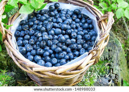 basket with fresh blueberries from the forest,fresh ripe berries and dessert ingredient