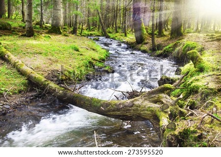 Forest River Flowing Scene, Fresh Spring Landscape River in the Mountain Forest