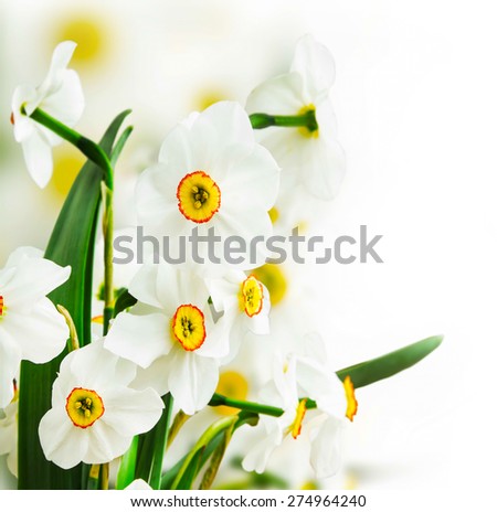 Spring White Daffodils Bouquet on Bright Springtime Background