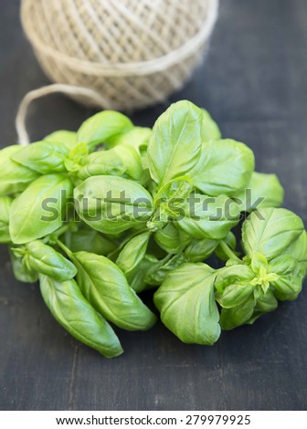 Basil Herb Fresh and Aromatic, Freshly Picked Raw Basil Bunch