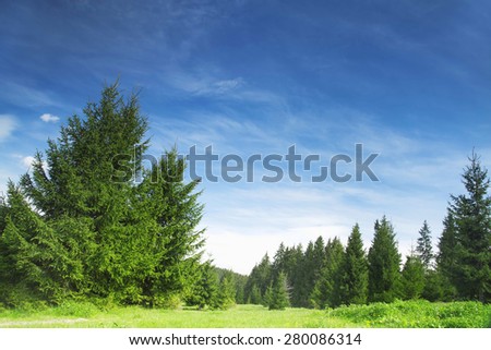 Nature Landscape with Fir Tree Forest,Green Vegetation, Meadows and Bright Blue Sky, Beautiful Rural Scene