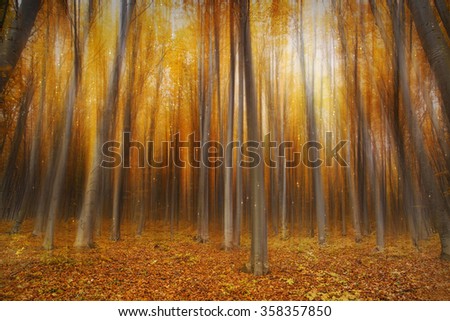 Beautiful autumn magic forest with little bright lights