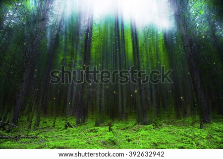 Magic fantasy forest with lights, fairytale forest scene