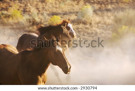 horses running free. stock photo : Horses Running