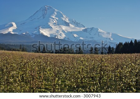 Mt. hood with apple orchard in bloom