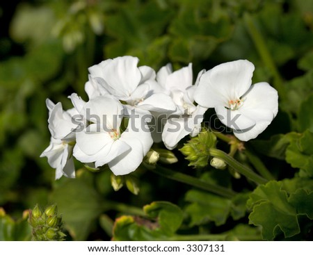 beautiful white geranium with green background