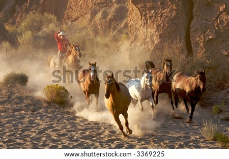 Cowboy in red roping and riding horses in the early morning light with dust and action