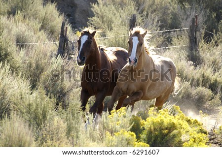 kentucky derby,