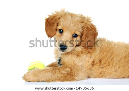 cute goldendoodle puppy. little Golden Doodle Puppy