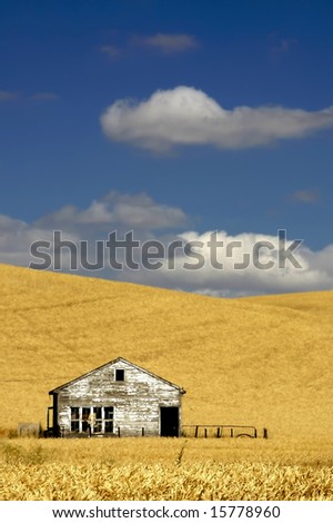 Old House in the mist of a wheat field under a puffy cloud blue sky