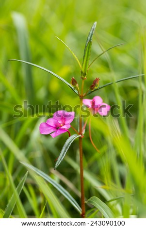 pink flower in forest  blooming on green background